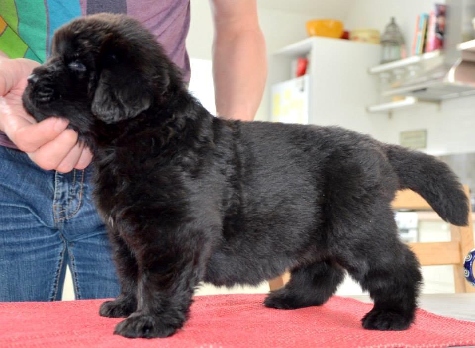 Newfoundlænder StarQuality's AnnaMarie's Karla billede 5