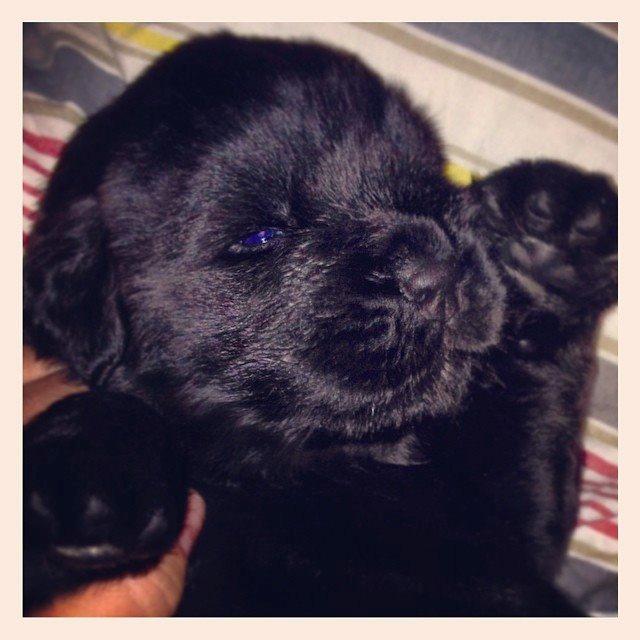 Newfoundlænder StarQuality's AnnaMarie's Karla billede 3