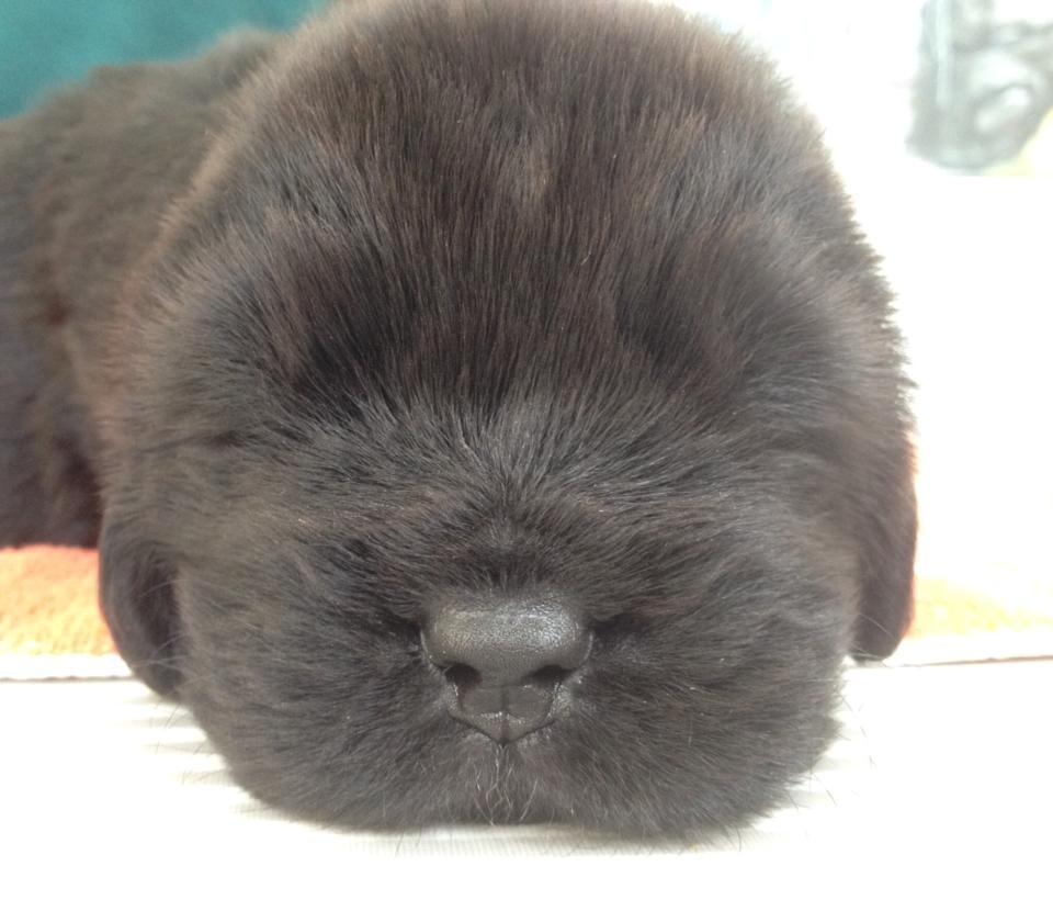 Newfoundlænder StarQuality's AnnaMarie's Karla billede 2