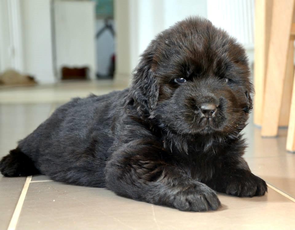 Newfoundlænder StarQuality's AnnaMarie's Karla billede 6