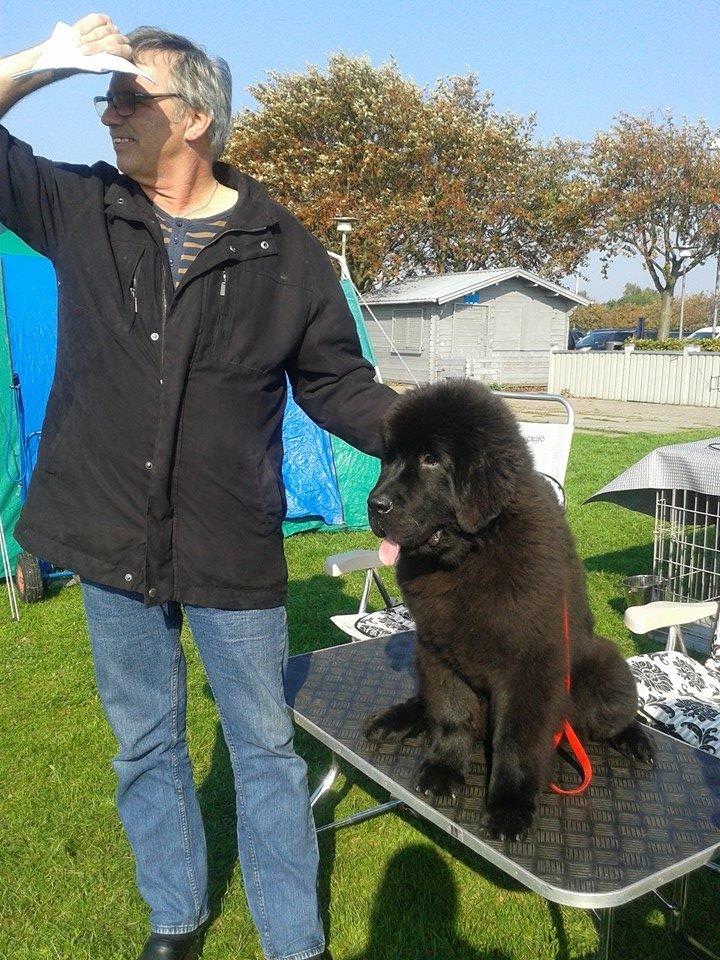 Newfoundlænder StarQuality's AnnaMarie's Karla - Til udstilling. billede 26