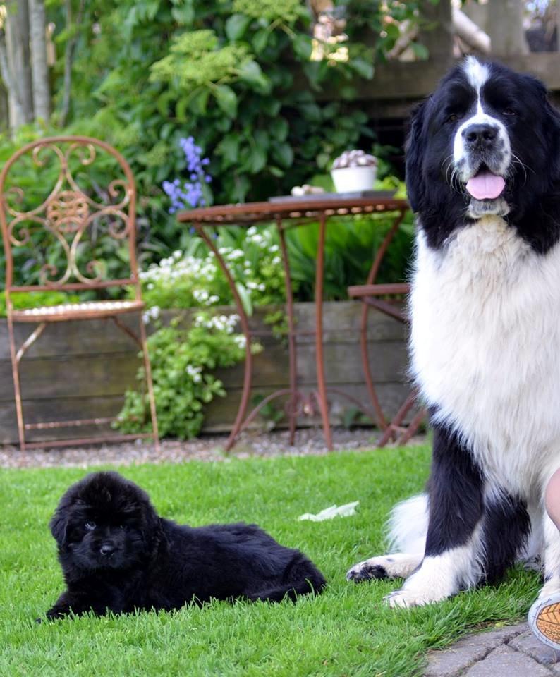 Newfoundlænder StarQuality's AnnaMarie's Karla - Hjemme og besøge sin nye familie for første gang! billede 9