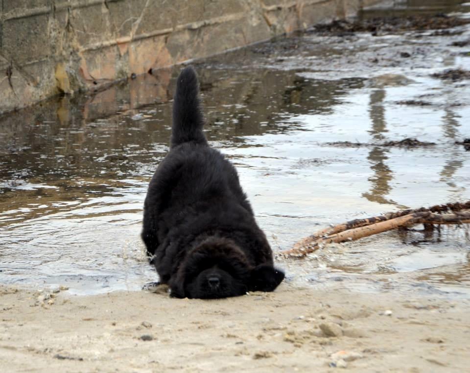 Newfoundlænder StarQuality's AnnaMarie's Karla - Hovsa. billede 11