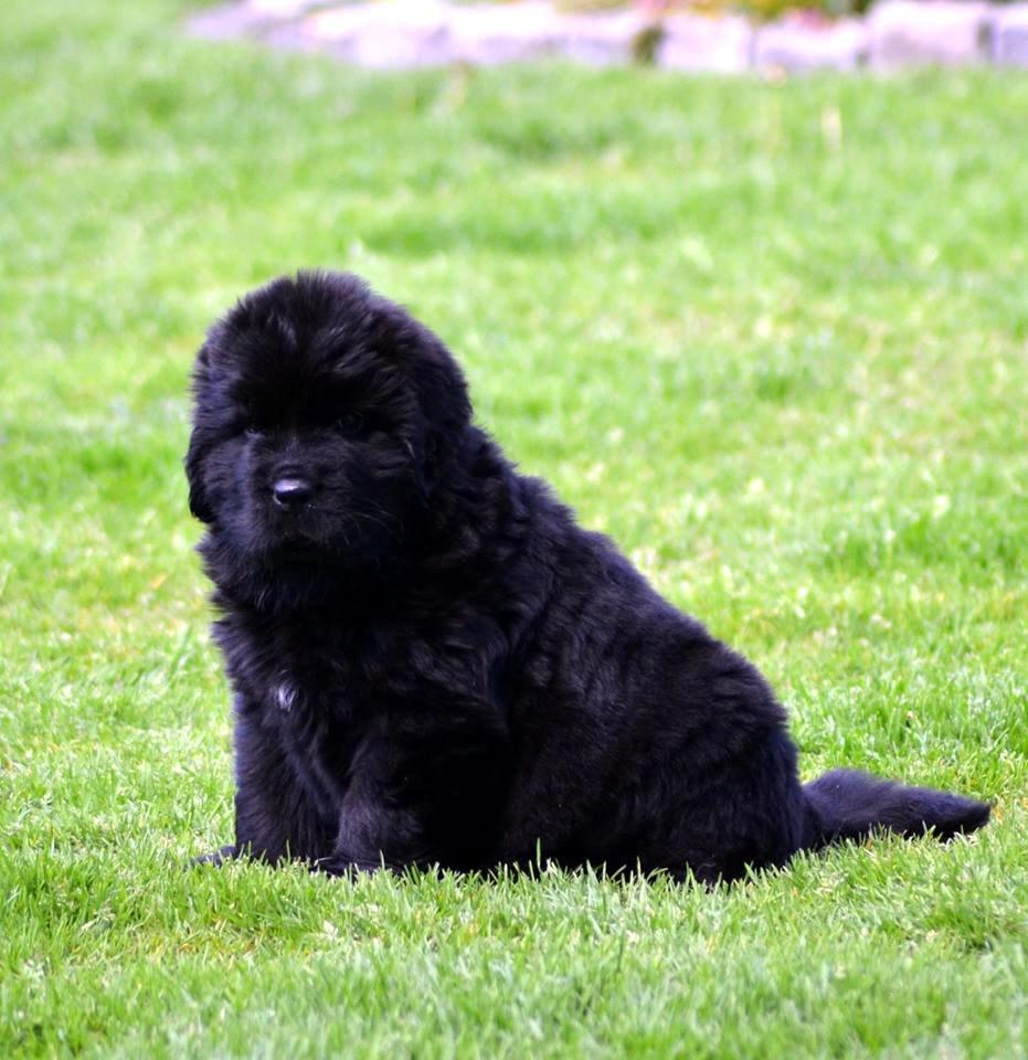 Newfoundlænder StarQuality's AnnaMarie's Karla billede 7