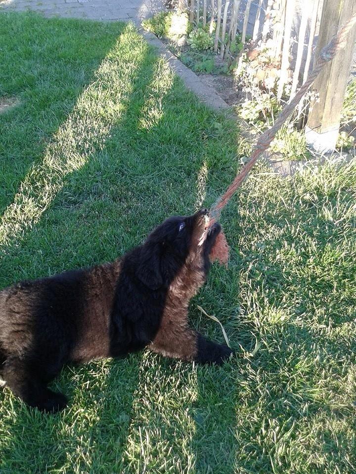 Newfoundlænder StarQuality's AnnaMarie's Karla billede 20