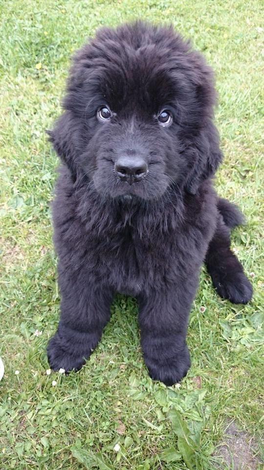 Newfoundlænder StarQuality's AnnaMarie's Karla billede 13