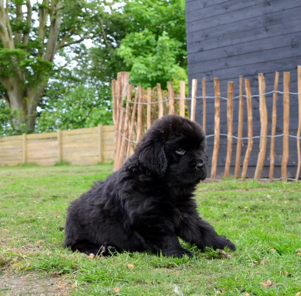 Newfoundlænder StarQuality's AnnaMarie's Karla - Smuksak! billede 8