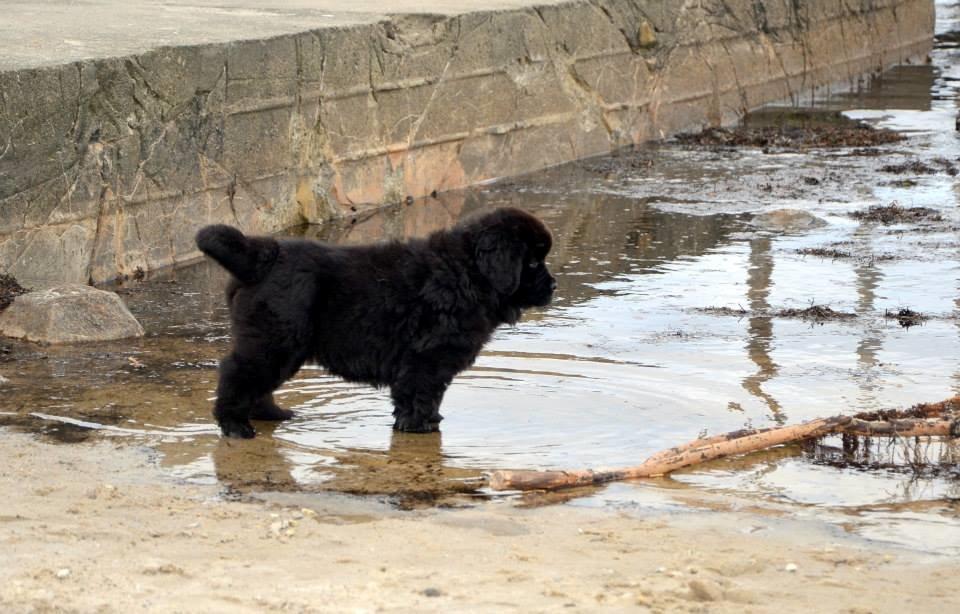 Newfoundlænder StarQuality's AnnaMarie's Karla billede 10