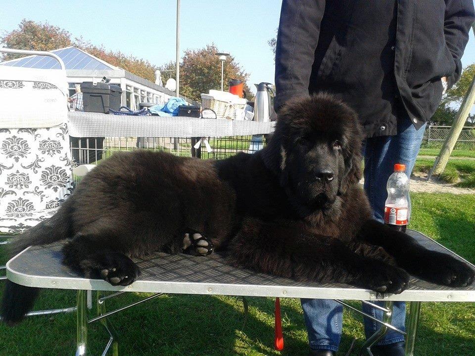 Newfoundlænder StarQuality's AnnaMarie's Karla billede 25