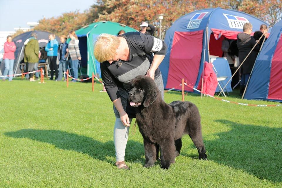 Newfoundlænder StarQuality's AnnaMarie's Karla - Til udstilling. billede 24