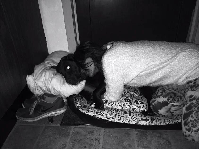 Labrador retriever Aslan billede 20