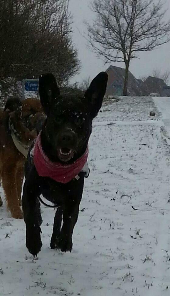 Labrador retriever Aslan billede 21