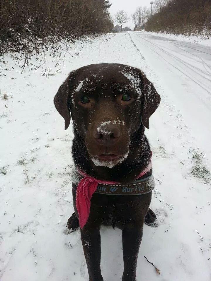 Labrador retriever Aslan billede 22