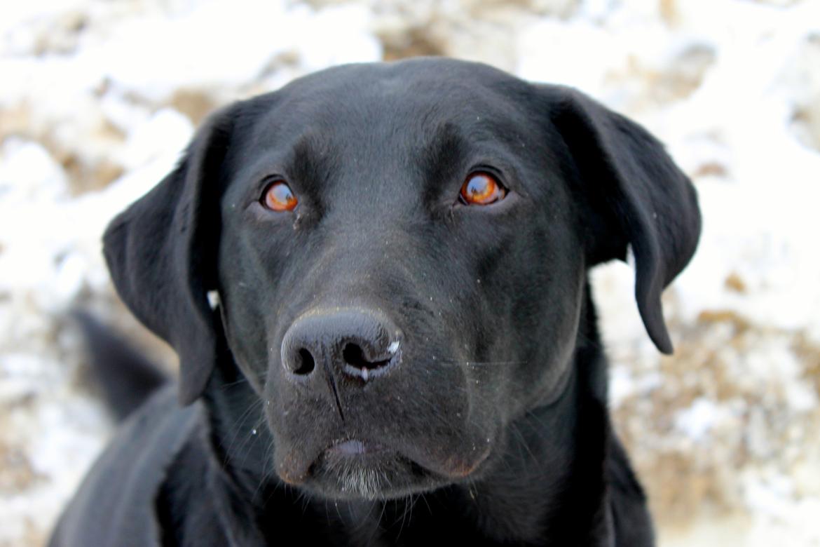 Labrador retriever Zorro billede 3