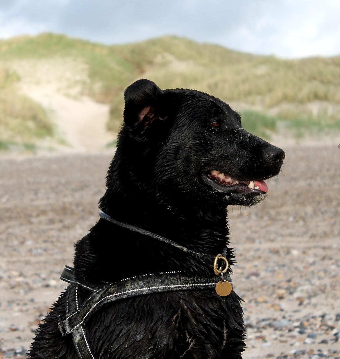 Labrador retriever Zorro billede 5