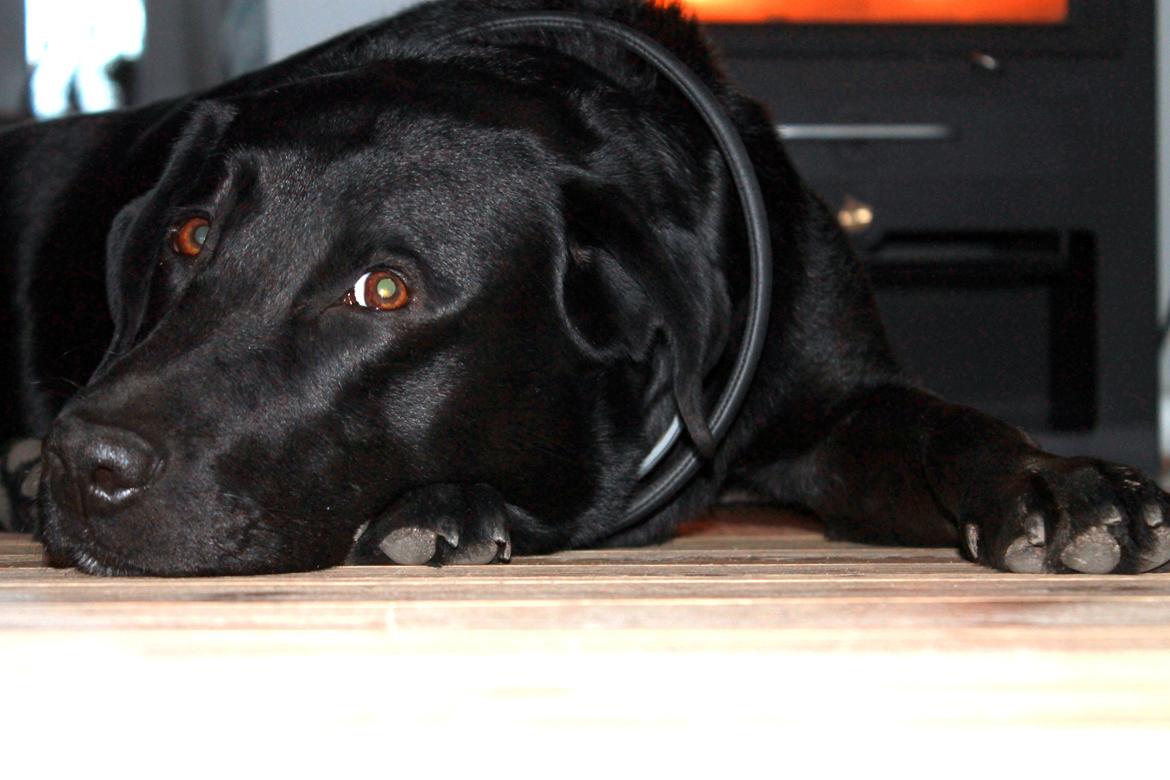 Labrador retriever Zorro billede 6