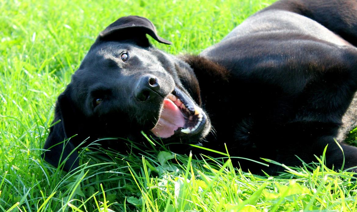 Labrador retriever Zorro billede 7