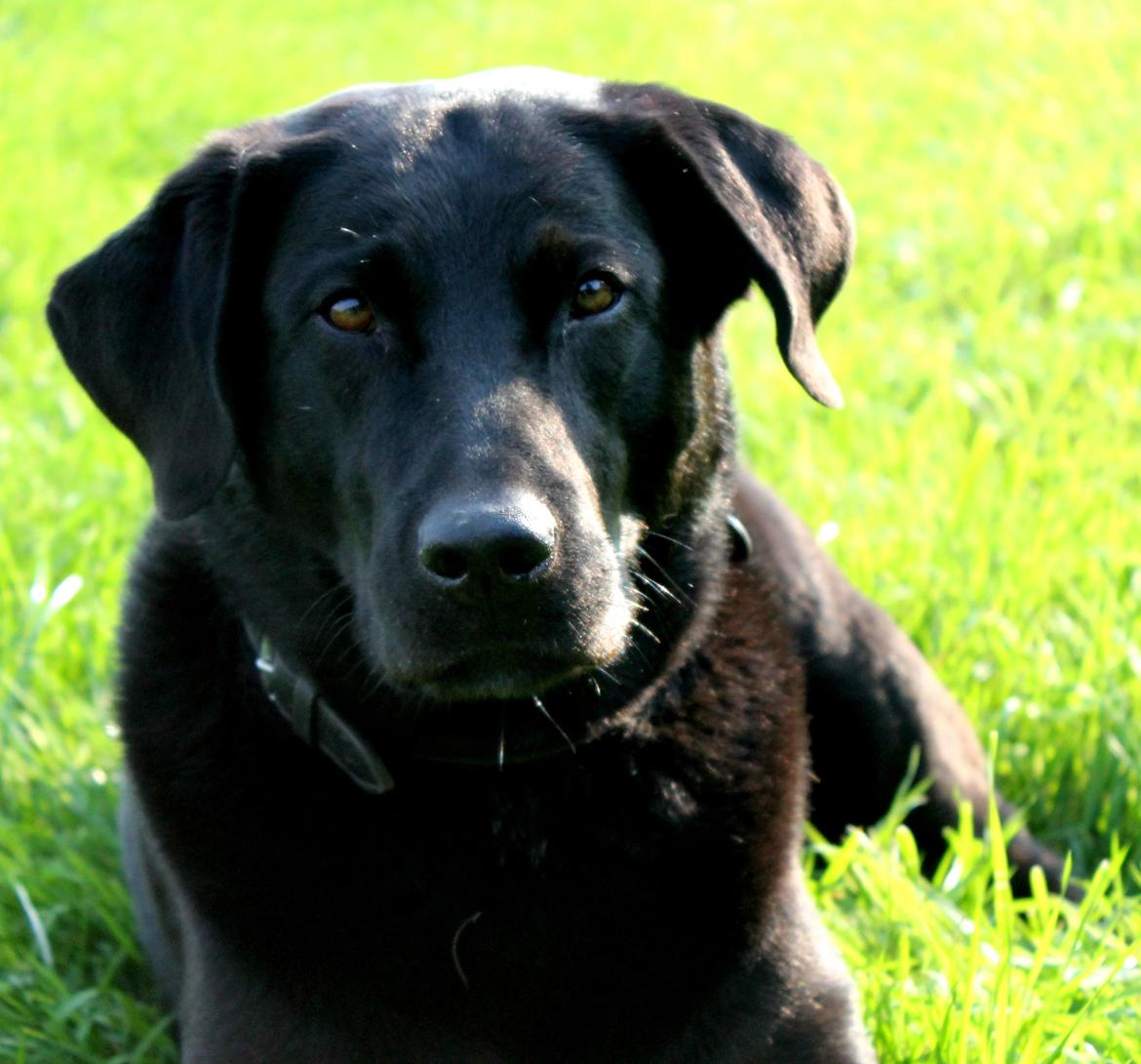 Labrador retriever Zorro billede 8