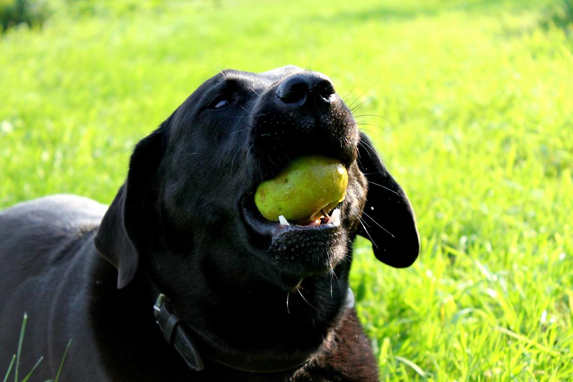Labrador retriever Zorro billede 10