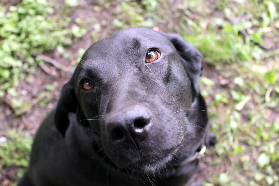 Labrador retriever Zorro billede 4