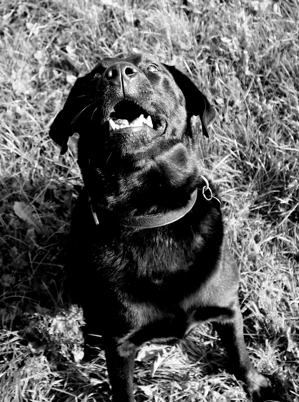 Labrador retriever Zorro billede 14