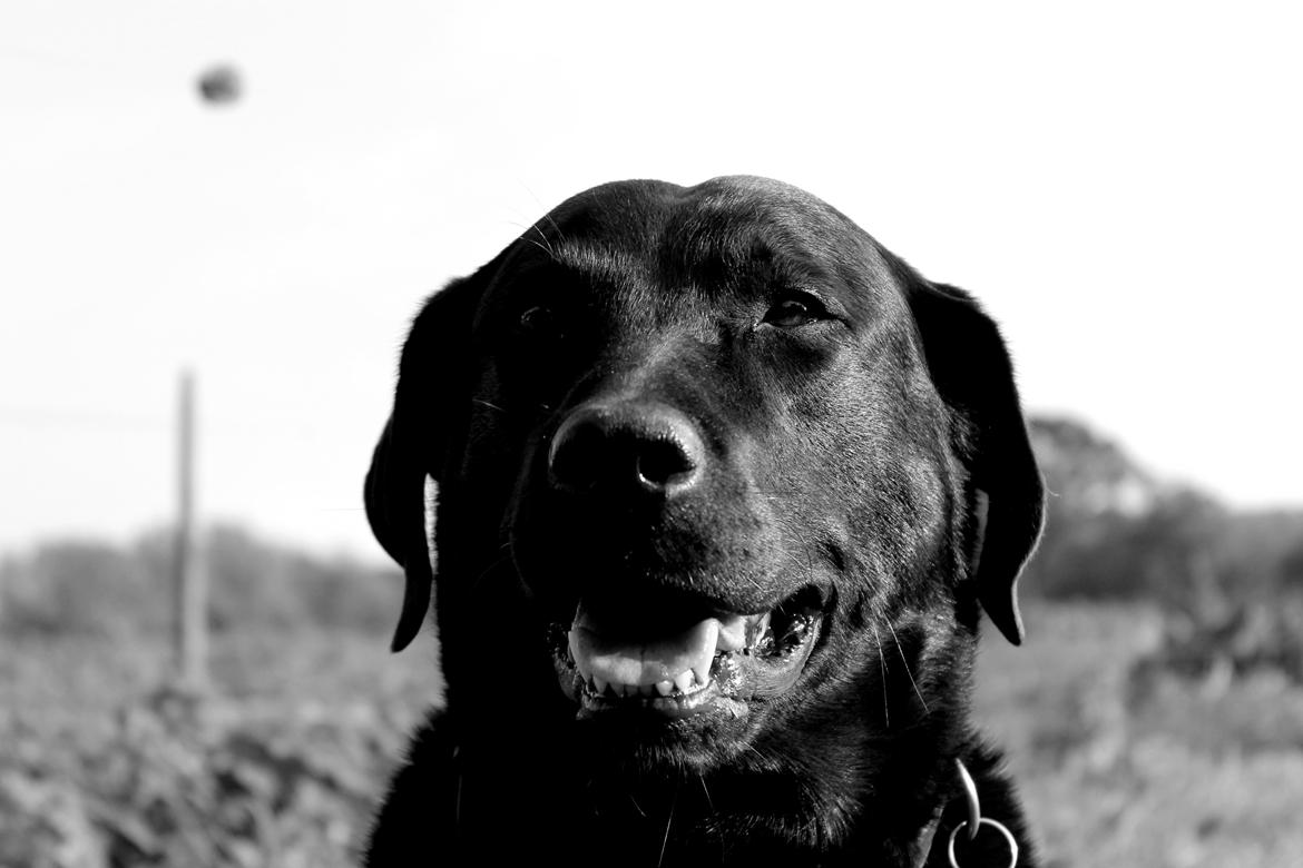 Labrador retriever Zorro billede 17