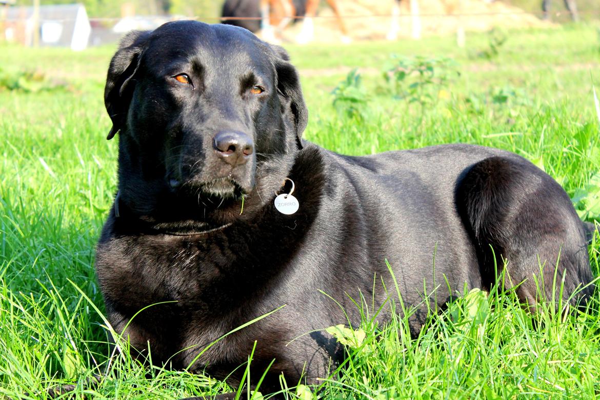 Labrador retriever Zorro billede 18