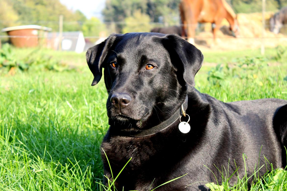 Labrador retriever Zorro billede 19