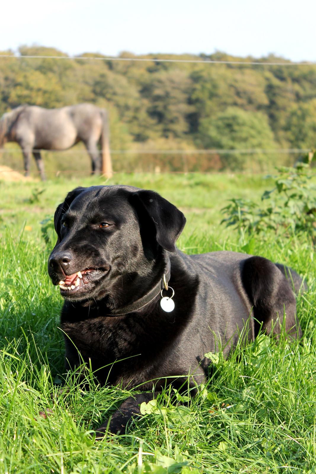 Labrador retriever Zorro billede 20