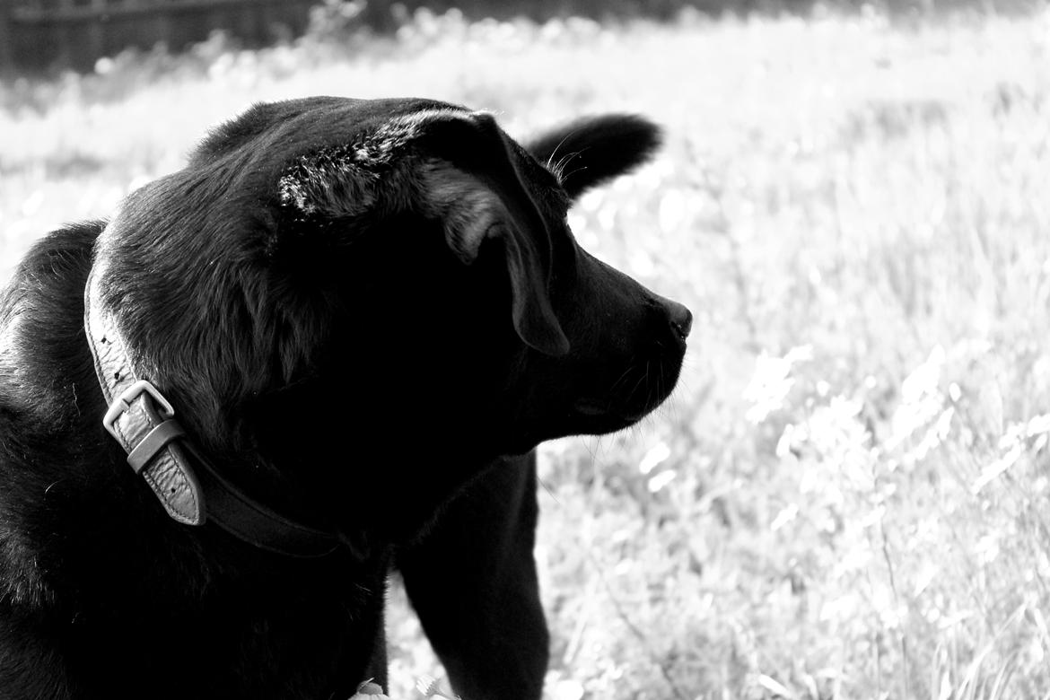 Labrador retriever Zorro billede 22