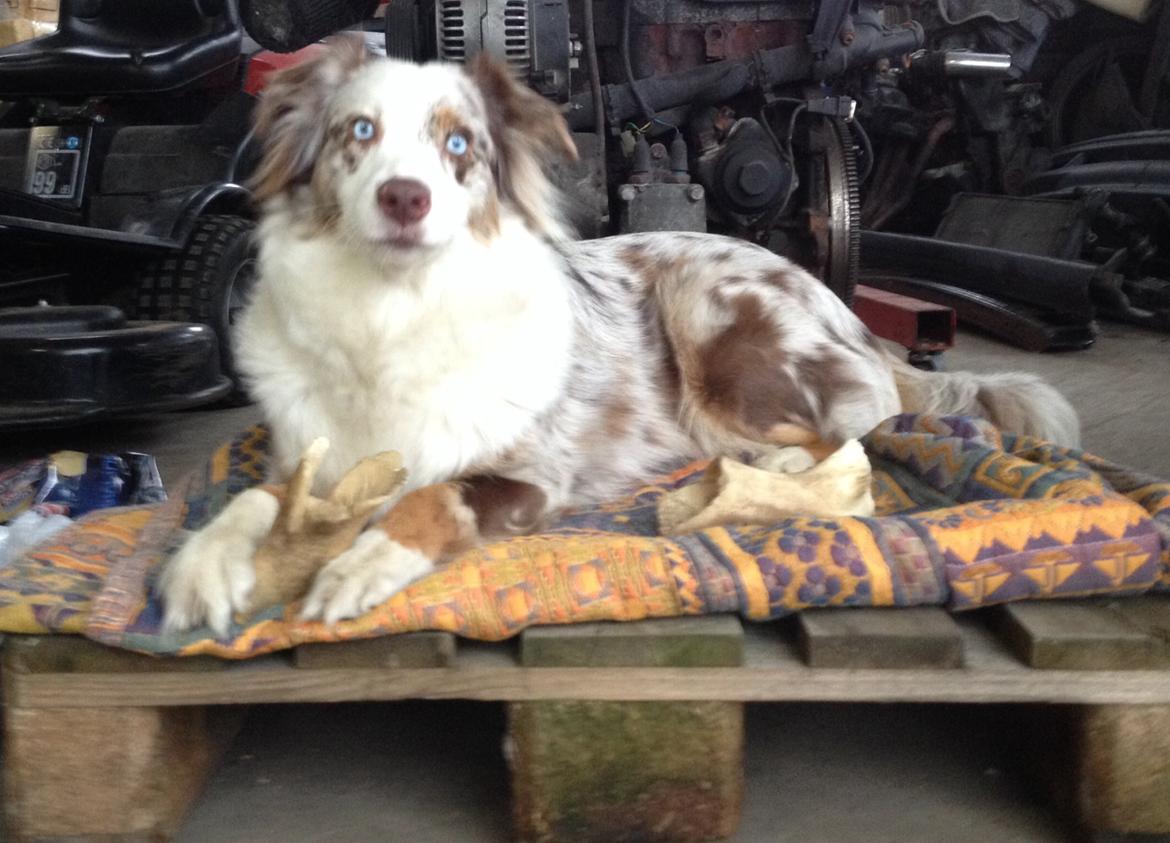 Australian shepherd Petra billede 6