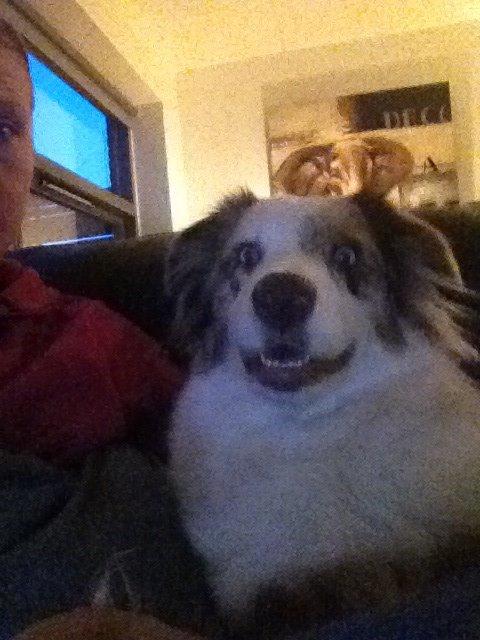 Australian shepherd Petra billede 7