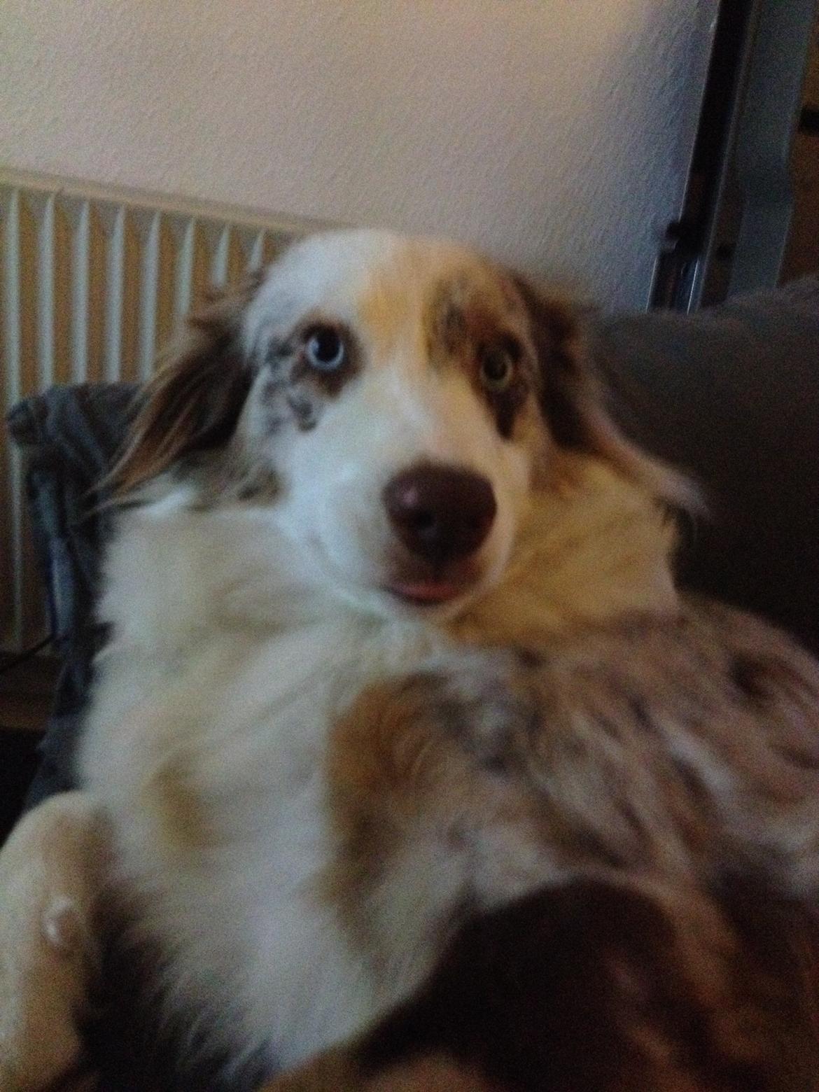 Australian shepherd Petra billede 8