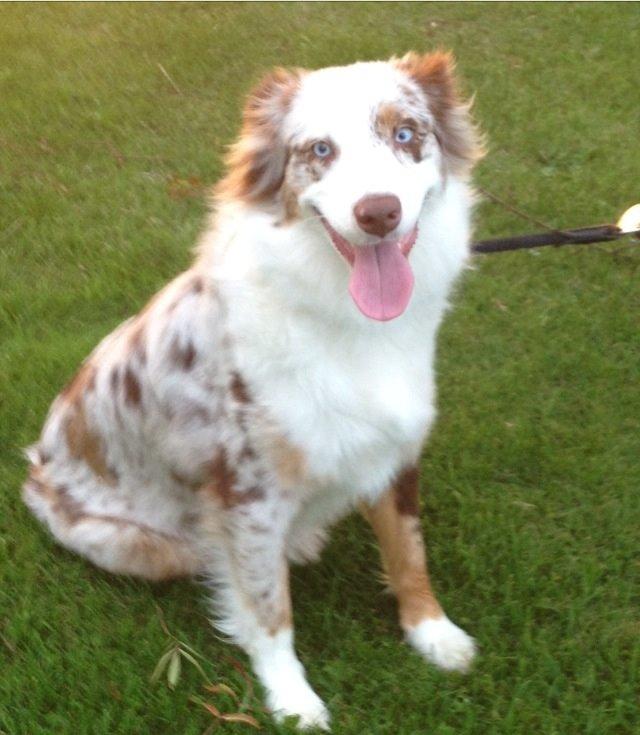 Australian shepherd Petra billede 9