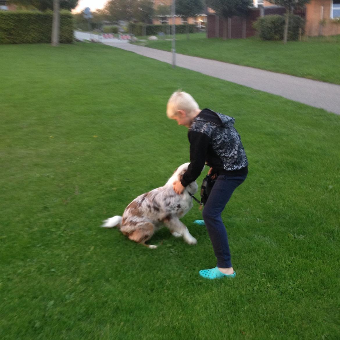 Australian shepherd Petra billede 11