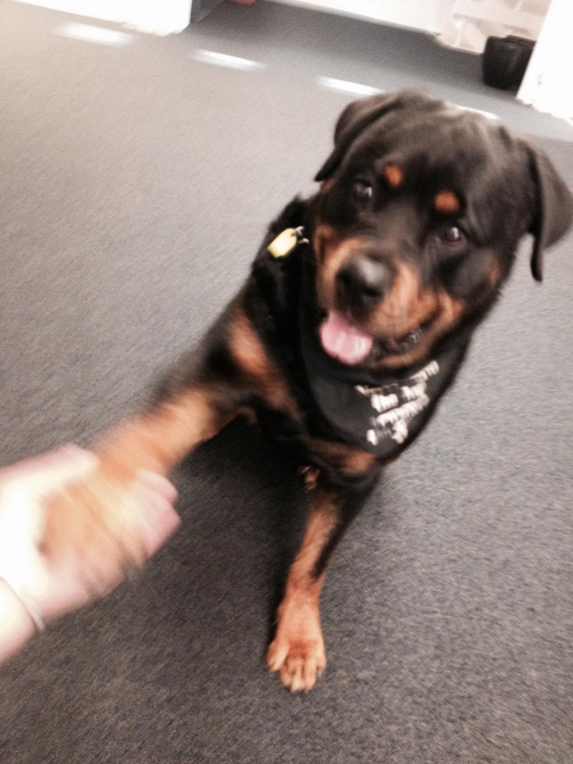 Rottweiler Nica *Himmelhund* billede 46