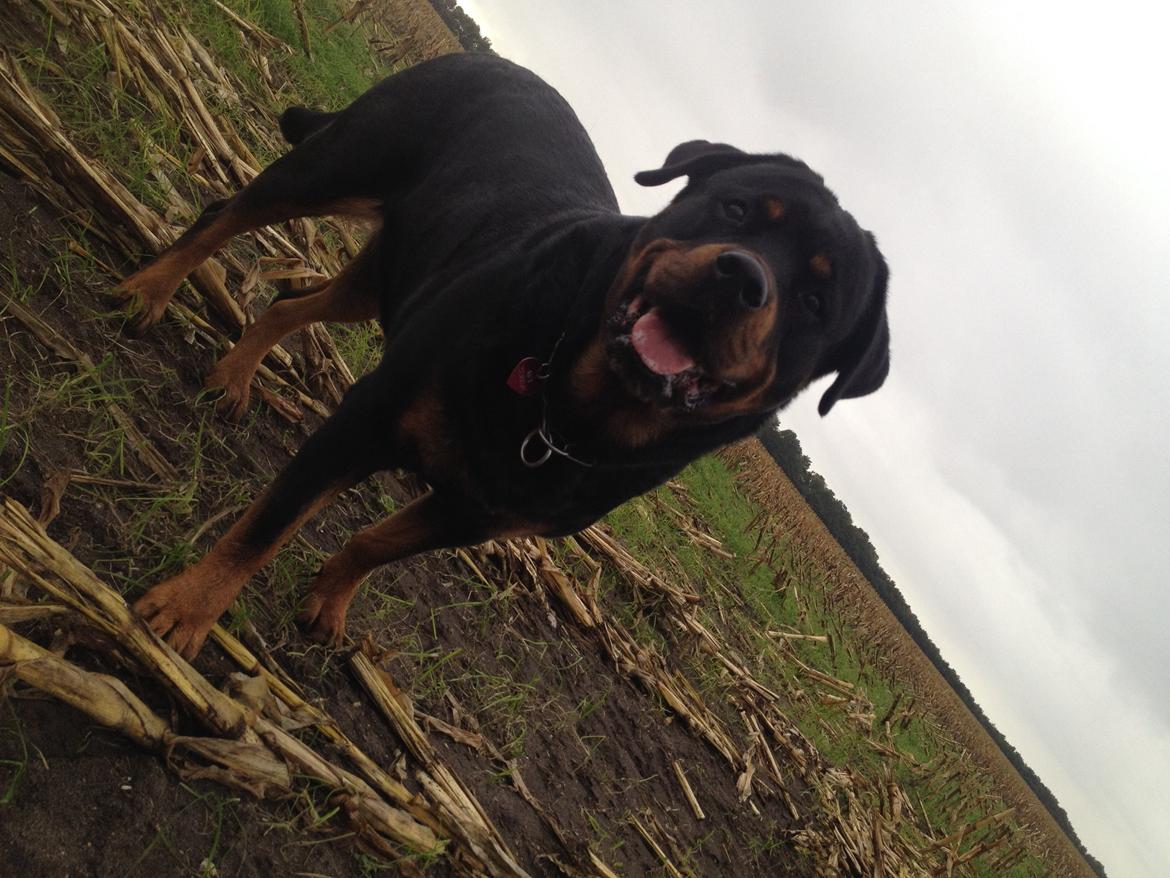 Rottweiler Nica *Himmelhund* billede 49