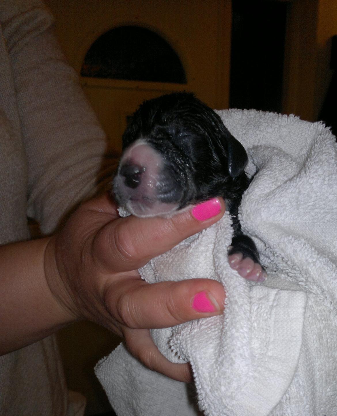 Grand danois Wilma - Lige kommet til verden :) billede 24