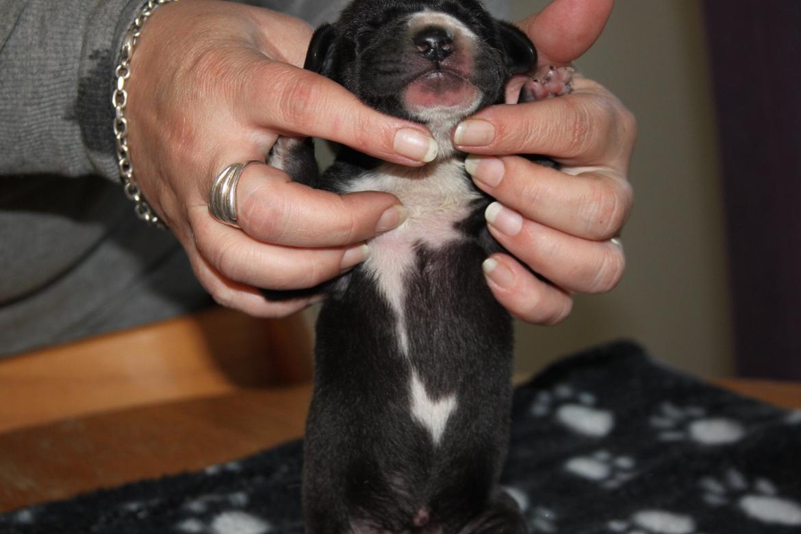 Grand danois Wilma - Kun få dage gammel.. billede 23