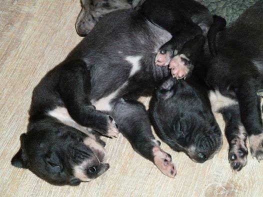 Grand danois Wilma - Ca. 1 uge gammel. billede 22