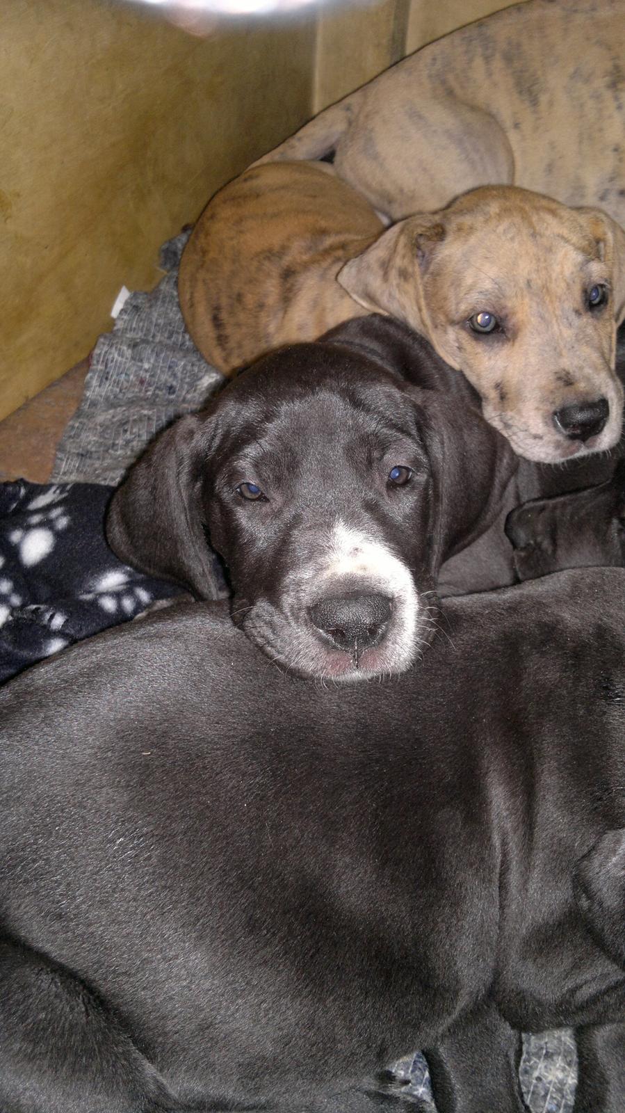 Grand danois Wilma - Ca. 4 uger gammel billede 21