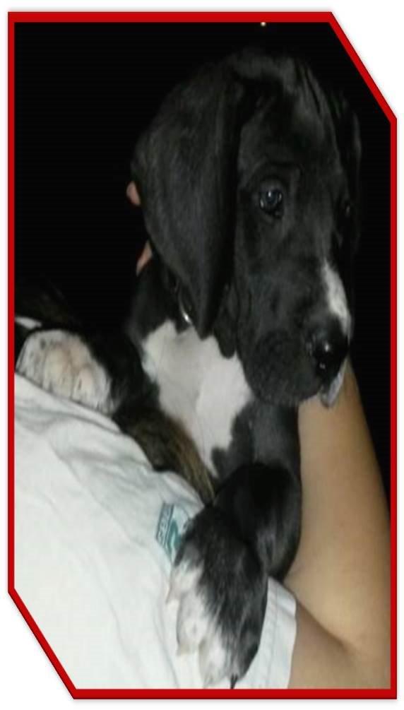 Grand danois Wilma - 7 uger gammel billede 17