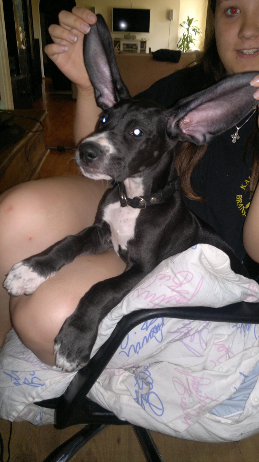 Grand danois Wilma - 8 uger gammel billede 16