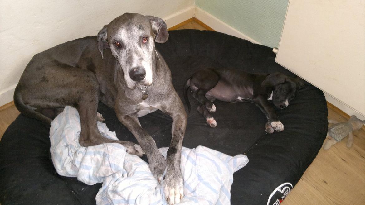 Grand danois Wilma - 8 uger og kommet hjem til far billede 19