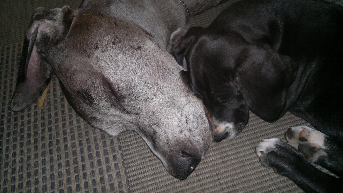 Grand danois Wilma - Skønt med tryghed hos pappi billede 18