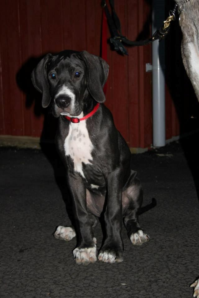 Grand danois Wilma - 12 uger gammel billede 15