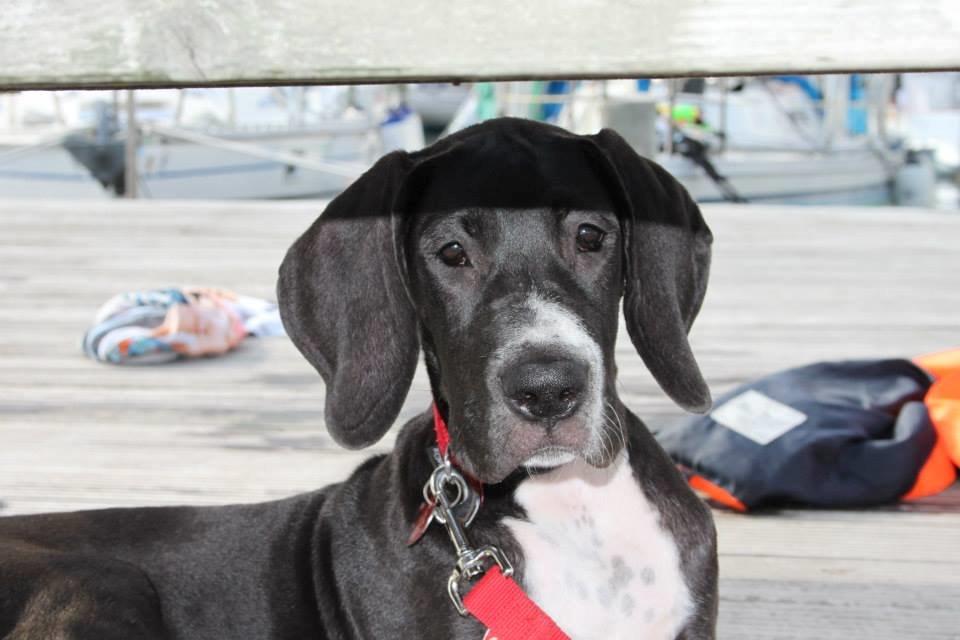 Grand danois Wilma - 12 uger gammel billede 14