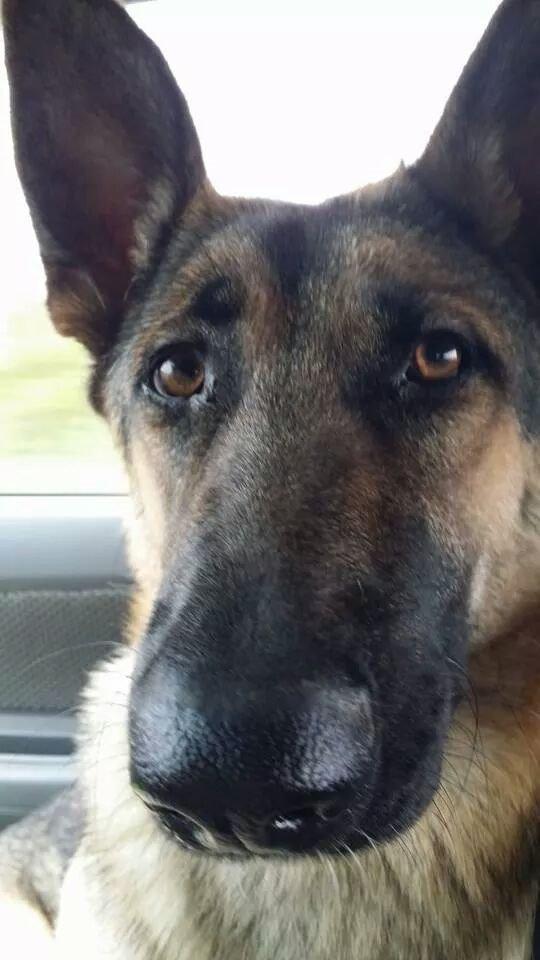 Blanding af racer Pixie billede 7