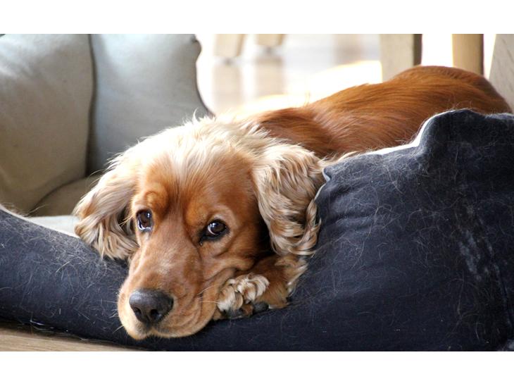 Cocker spaniel Viktor billede 1