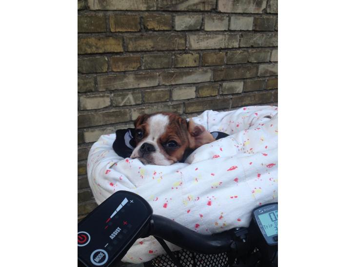 {{currentPhoto.altText}} billede {{currentPhoto.number}}